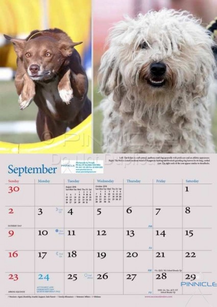 Dogs of Australia Calendar 2018 | sept.jpg