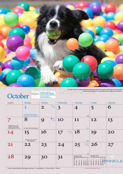 Dogs of Australia Calendar 2018 | oct.jpg