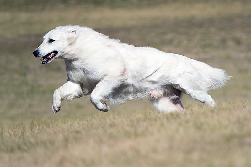 Lure Coursing Dogs NSW Spring Fair 1st September 2019 Dogs Lure