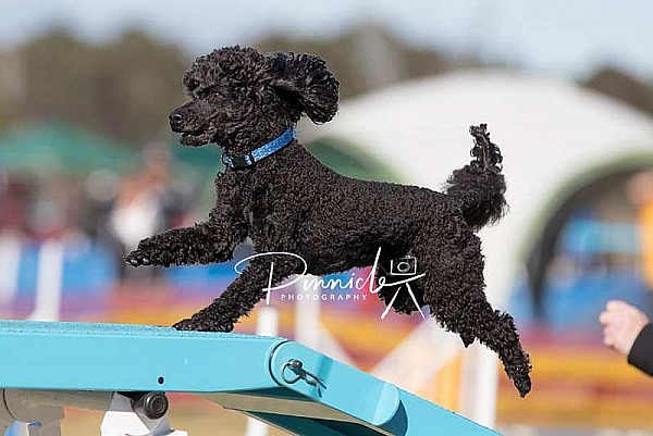 Agility - ANKC - Dogs NSW State Titles - 7 September 2019