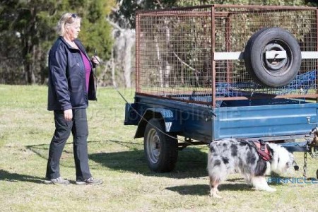 K9 Nose Time - Sniff N Go - Pre Trial  - Castle Hill NSW - 4 September 2016