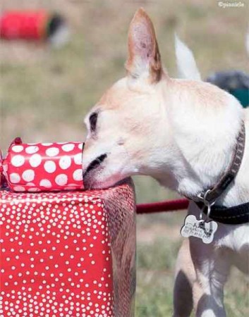 K9 Nose Time® - Christmas Sniff n Go - Castle Hill NSW - 4th Dec 2016