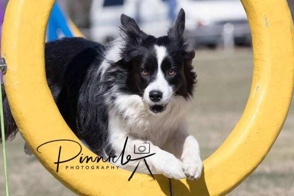 NSW Southern District Country Border Collie Club - Agility Trial - 16 & 17 Sep 2017