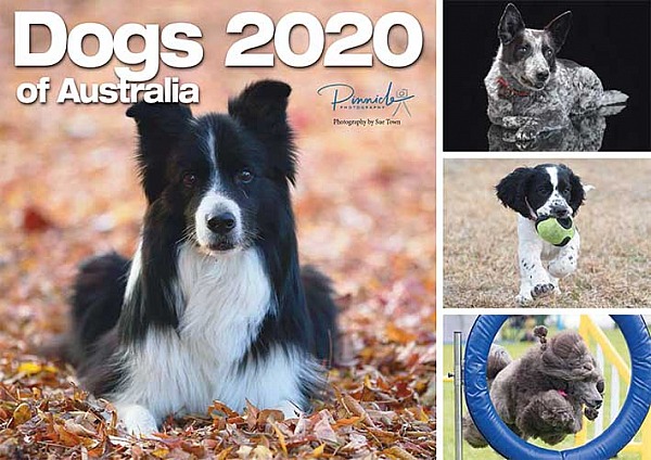 Dogs of Australia Calendar 2020