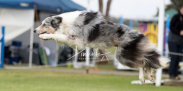 Agility - ANKC - BCC Nationals NSW - 12 Oct 2019