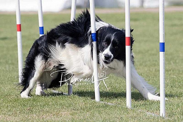 Agility - ANKC - BCC Nationals NSW - 13 Oct 2019