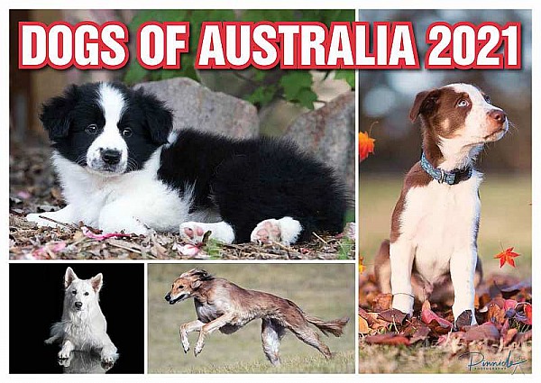 Dogs of Australia 2021 Calendar