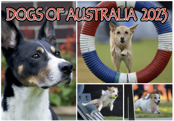 Dogs of Australia 2023 Calendar